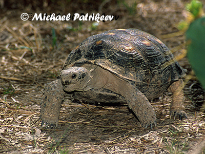 Texas Tortoise (Gopherus berlandieri)